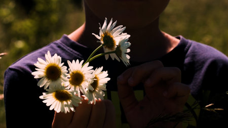 A child picking flowers in a field. Creative. A small child who collects white daisies in a field .