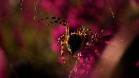 A large spider that sits sits with its back with a beautiful pattern. Creative. A big beautiful spider on a small pink flower budの写真素材