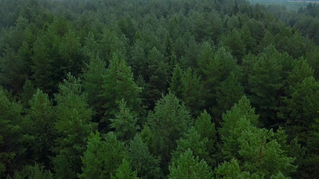 Interesting view from the drone. Beautiful green forest with tall trees on a green hill.