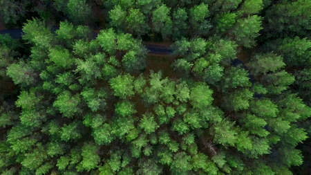 View of the forest from helicopters. Clip. Huge, tall green trees in the forest next to the roadの写真素材