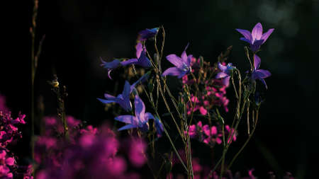 Purple blooming bluebell flowers against a background of bokeh green foliage. Creative. Close up of blossoming violet flowers swaying in the summer wind.の写真素材