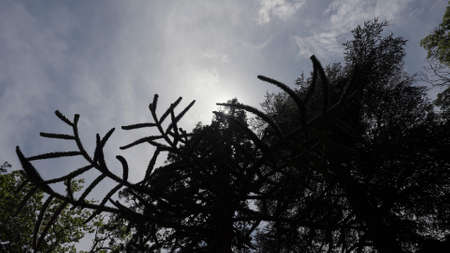 Bottom view of a coniferous tree on blue cloudy sky background. Action. Summer forest with green foliage.の写真素材