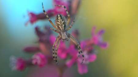 Macro view of a small spider with falling drops of summer rain. Creative. Spider insect on its web...
