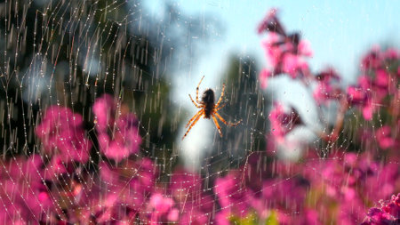 Rain water drops falling on soft pink flowers and the net with a spider. Creative. Summer warm rain...