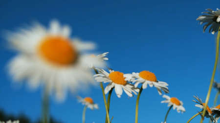 The field of daisies, summer floral background. Creative. Beautiful white and yellow flowers on a bright blue sky background.の写真素材