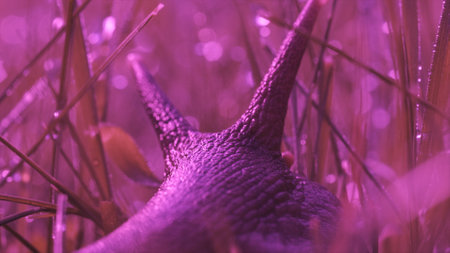 Close-up of snail in grass. Creative. Slow-moving grape snail in grass. Macrocosm of summer meadow....