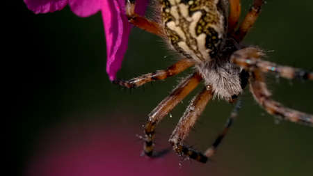 A beautiful tarantula with a colored back. Creative. Bright purple flowers with cobwebs on which he...