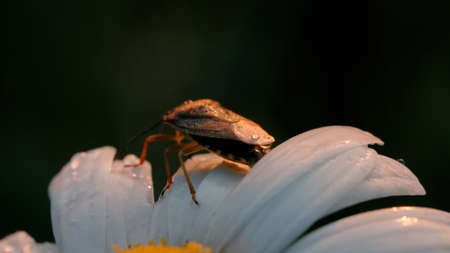 Camomile with a small beetle on white petals. Creative. Close up of beautiful flower with an insect...