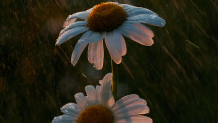 Field of camomiles under shining streamlets of summer rain in a garden in slow motion. Creative....
