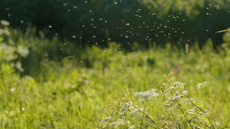 Small midges . Creative.A lot of flies are circling around the flowers and the sun is shining brightly on them.の写真素材