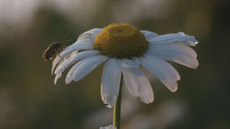 Close-up of insect on daisy. Creative. Insect is sitting on petals of daisy. Grey insect on...