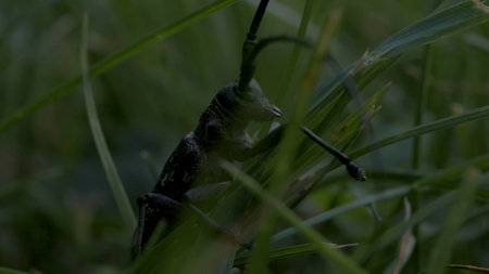 Close-up of large black beetle in grass. Creative. Large grasshopper is sitting in green grass....