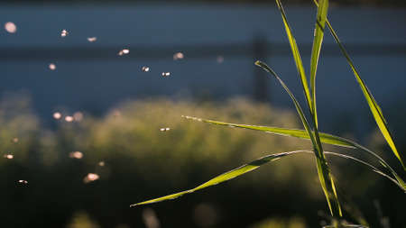Swarm of mosquitoes flying in slow motion under the shining sun. Creative. Small insects flying above green grass.の写真素材