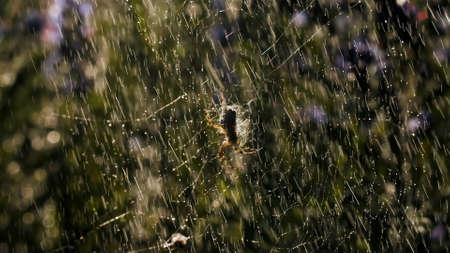 Rain with a spider on a web in macro photography. Creative. Bright small drops of water illuminated...