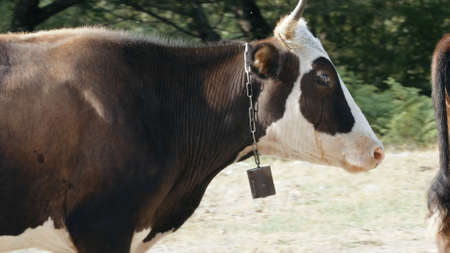 Farm animals. Creative. Cows of different colors standing next to each other against the background...