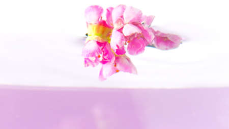 Beautiful pink flower buds that twist around themselves in crystal clear water. Stock footage. Small bright flowers in a liquid with green stems are rotated in a circle.の写真素材