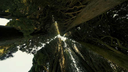 Bottom view of tops of tall dark trees. Action. Tall trees rise like wall blocking sunlight. Dark mystical forest with tall mossy treesの写真素材