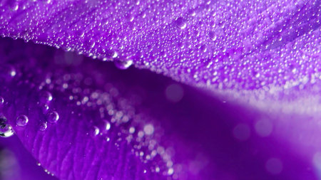 Purple petals.Stock footage. Water with small bubbles inside that lies on the purple petals.の写真素材