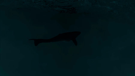 Abstract storm and dark terrifying giant wave revealing a shark underwater. Design. Scary night storm in the sea.の写真素材