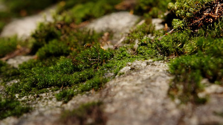 Fresh green moss growing on a stone in spring forest. Creative. Natural background with close up...