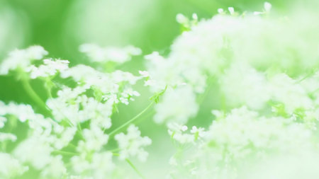 Close-up of beautiful white flowers in full focus on summer meadow. Concept. Bright white highlights in focus of meadow flowers. White wildflowers brightly illuminate camera on sunny day. Nostalgia and memories in white wildflowersの写真素材