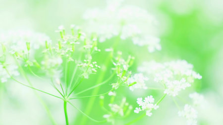 Close-up of beautiful white flowers in full focus on summer meadow. Concept. Bright white highlights...