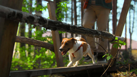 Man with dog walking on wooden bridge. Stock footage. Beautiful dog walks with its owner over bridge in forest. Man and dog walk across wooden bridge in sunny summer forestの写真素材