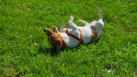 Dog is tumbling on grass. Stock footage. Dog is happily lying on grass on sunny summer day. Dog is...