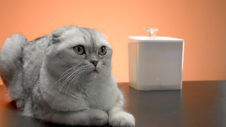 Resting white pet. Action. A small white cat cute lies next to a small drinking fountain.の写真素材