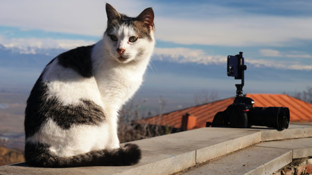 Street cat at camera. Action. Beautiful view of street cat on blurry background of mountains and...