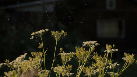 Small insects in macro photography. Creative. Sunny grass stalks on which grasshoppers sit and midges fly.の写真素材