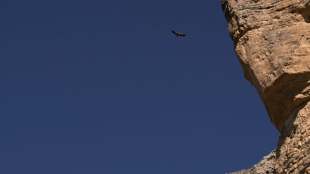 Eagle flying at rocks on background of blue sky. Creative. Eagle flies in sky near rocks. Beautiful...