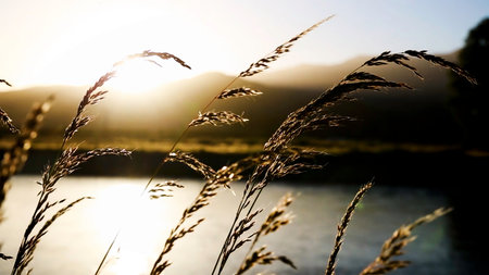 Natural landscapes with sunset and forest, ears of wheat, river and stone. Art. Evening summer nature.の写真素材