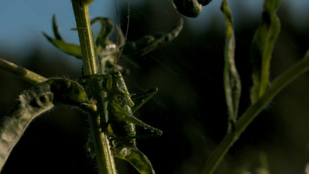 Close up of a grasshopper hides behind a grass stem. Creative. Insect in the summer meadow under the...