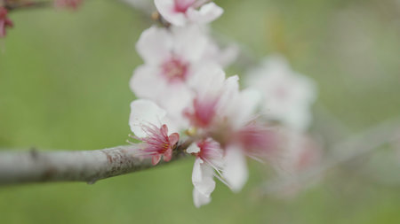 Pink orchid branch. Action. Light macro shot with a branch of small open flowers.の写真素材