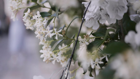 White blooming flowers. Action.Small flowers growing on a spring recently decayed tree.の写真素材