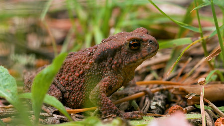 Huge dark toad. Creative. A large frog that breathes and its belly twitches in different directions...