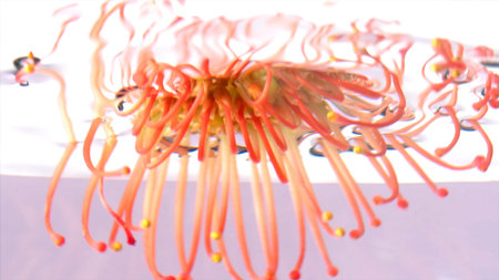 Close up of putting a bud of a strange yellow flower with pink gradient long petals. Stock footage....