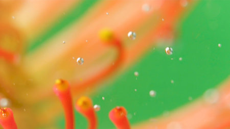 Close-up of stamens of flower under water. Stock footage. Exotic plant with bright stamens. Beautiful plant under water with bubblesの写真素材