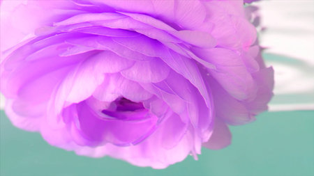 Rose bud under water. Stock footage. Beautiful delicate rosebud in clear water on isolated...