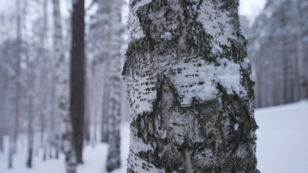 Beauty of the pine forest. High quality photoの写真素材