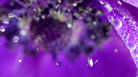 Extreme close up of plunged blooming flower bud in transparent water. Stock footage. Fresh beautiful floral backgroundの写真素材