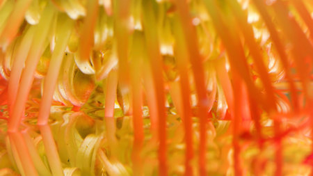 Close up of orange and yellow blooming unusual flower bud. Stock footage. Long antenna shaped petals...