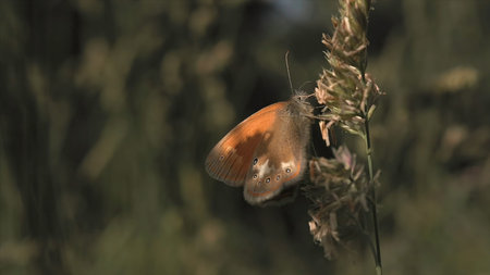 Beautiful butterfly feeding on a flower close up view. Macro view of a butterfly sitting on green...