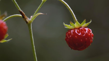 Small strawberries on a branch in a clearing. CREATIVE. Close shot of small red strawberries in the green grass on the field. Blooming meadow with small pink berries and green grass in the background.の写真素材