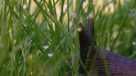 Snail in the grass. Creative. Snail antennae in green grass and dew. Green meadow macro world.