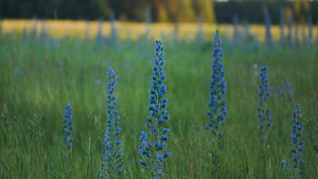 Beautiful bluebells growing in green meadow. Creative. Beautiful long stems with lots of blue...