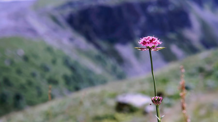 A pink flower sways in the wind. CLIP. Back blurred background. A pink flower sways in the wind against the backdrop of mountains. A flower flutters in the mountains from the wind.の写真素材
