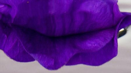 Extreme close up of plunged blooming flower bud in transparent water. Stock footage. Fresh beautiful...