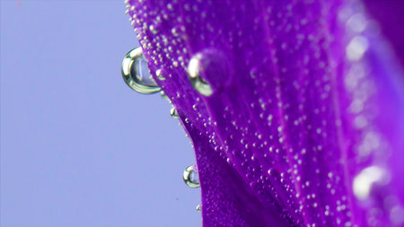 Extreme close up of a purple beautiful leaf with air bubbles isolated on a blue background. Stock footage. Flower underwaterの写真素材